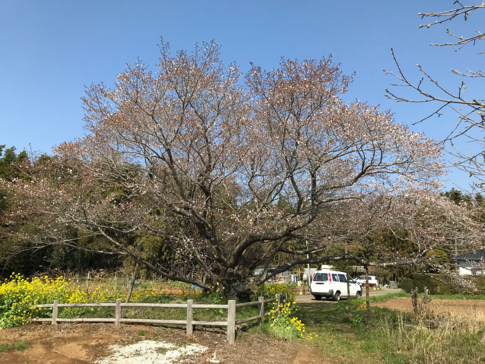 令和3年　黄門桜開花状況-3.27_2