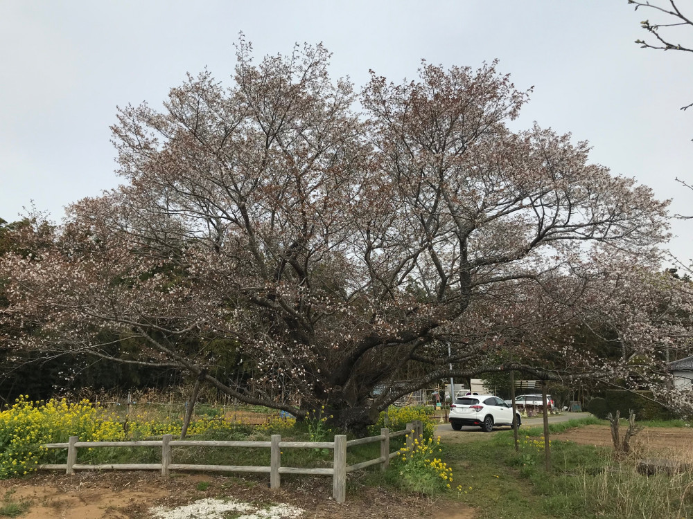 令和3年　黄門桜開花状況-3.28_2