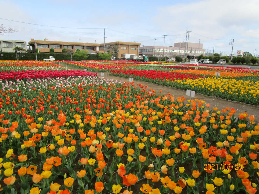 令和3年 のさか花の広場チューリップ開花情報-のさかチューリップ3月29日（月曜日）