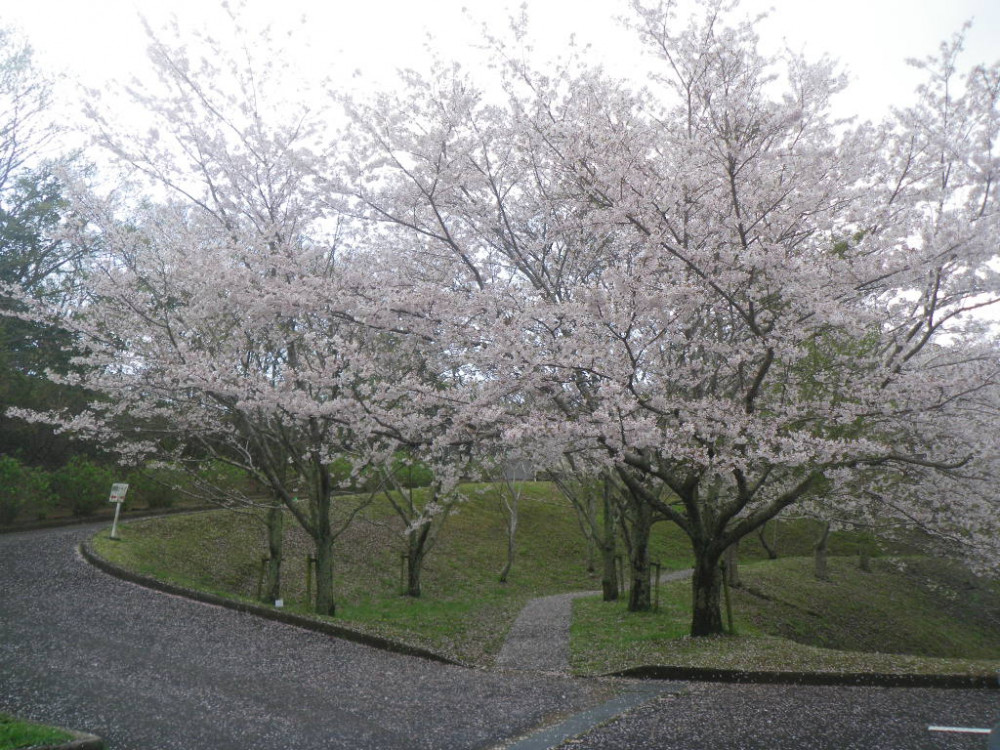 令和3年　天神山公園桜開花情報-3月29日　天神山公園桜1