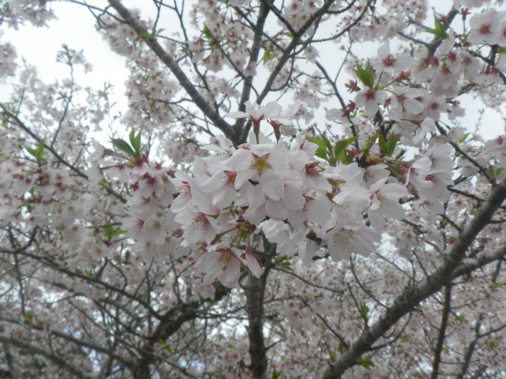令和3年　天神山公園桜開花情報-3月29日　天神山公園桜2