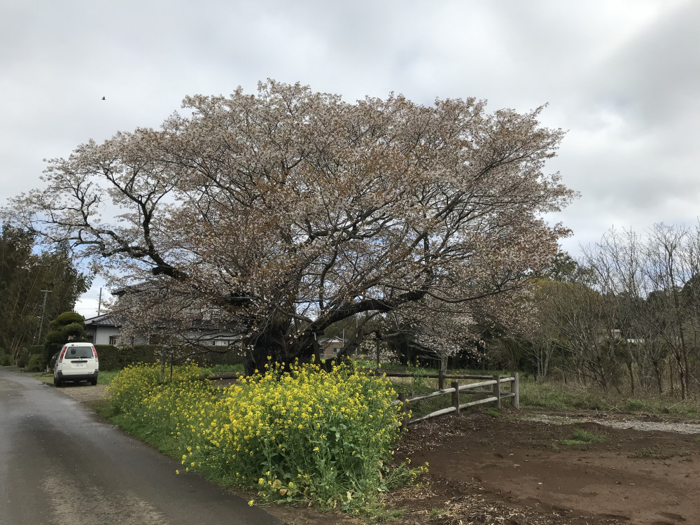 令和3年　黄門桜開花状況-3.29_1