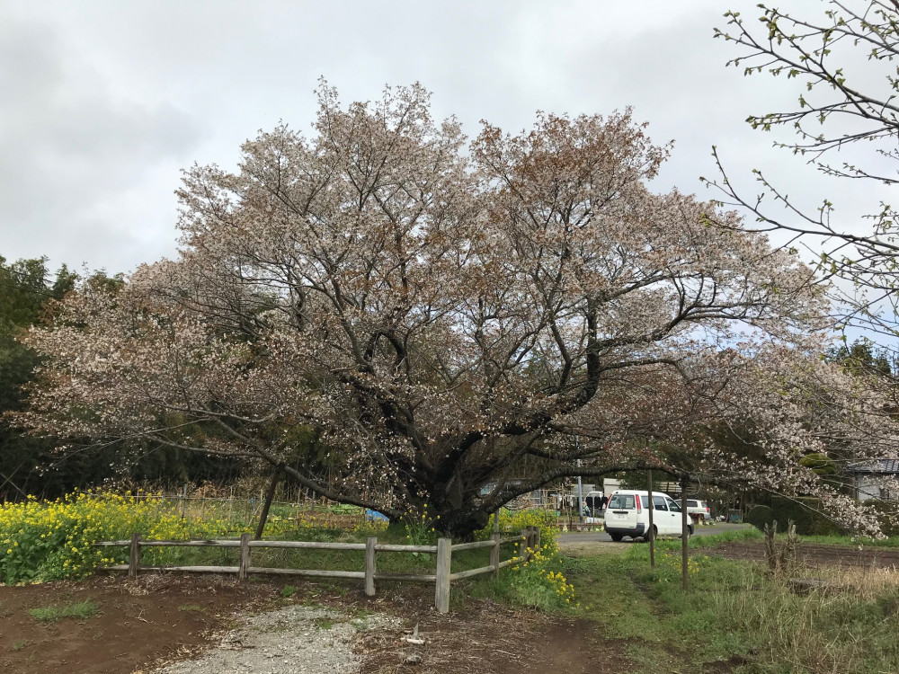 令和3年　黄門桜開花状況-3.29_2