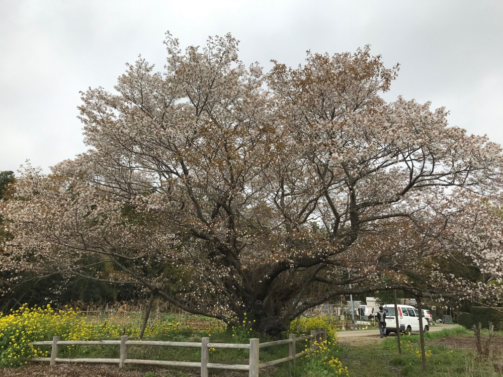 令和3年　黄門桜開花状況-3.30_2