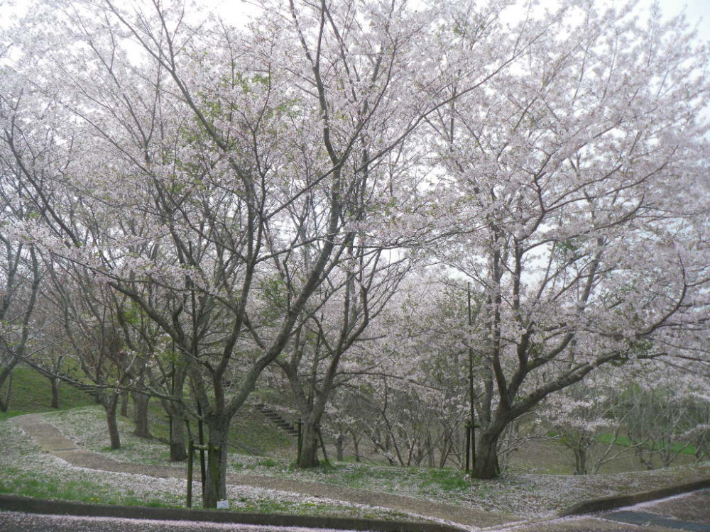 令和3年　天神山公園桜開花情報-3月30日　天神山公園桜1