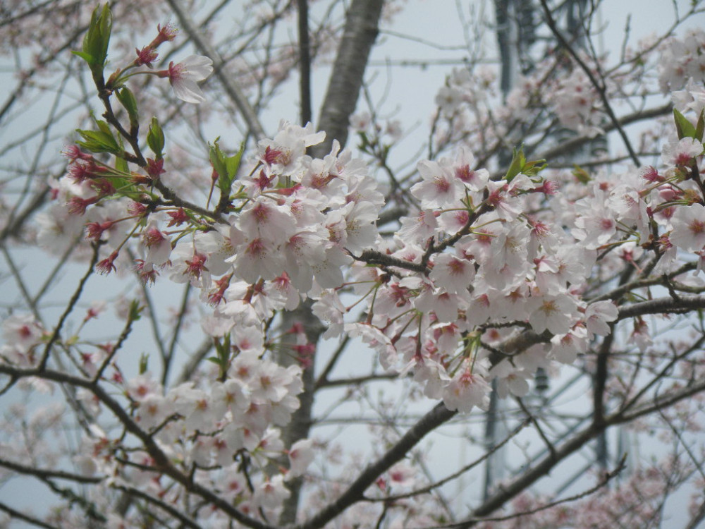 令和3年　天神山公園桜開花情報-3月30日　天神山公園桜2
