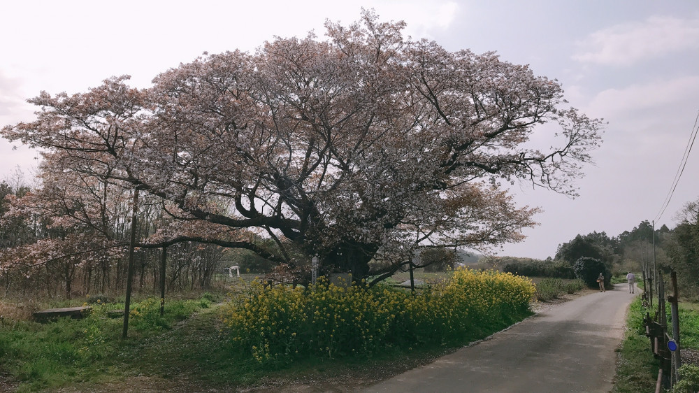 令和3年　黄門桜開花状況-3.31_1