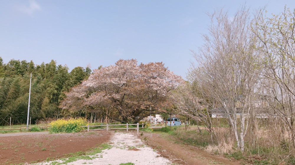 令和3年　黄門桜開花状況-3.31_2