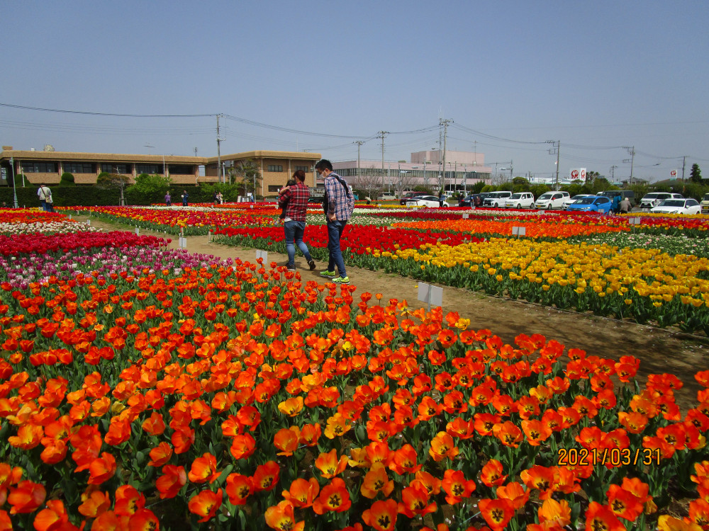 令和3年 のさか花の広場チューリップ開花情報-のさかチューリップ（3月31日）