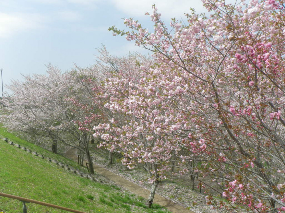 令和3年　天神山公園桜開花情報-3月31日　天神山公園　桜1
