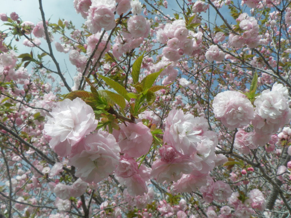 令和3年　天神山公園桜開花情報-3月31日　天神山公園　桜2