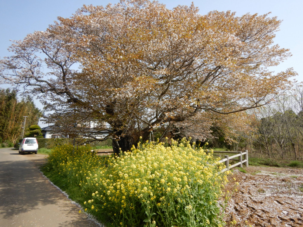 令和3年　黄門桜開花状況-4.1_1