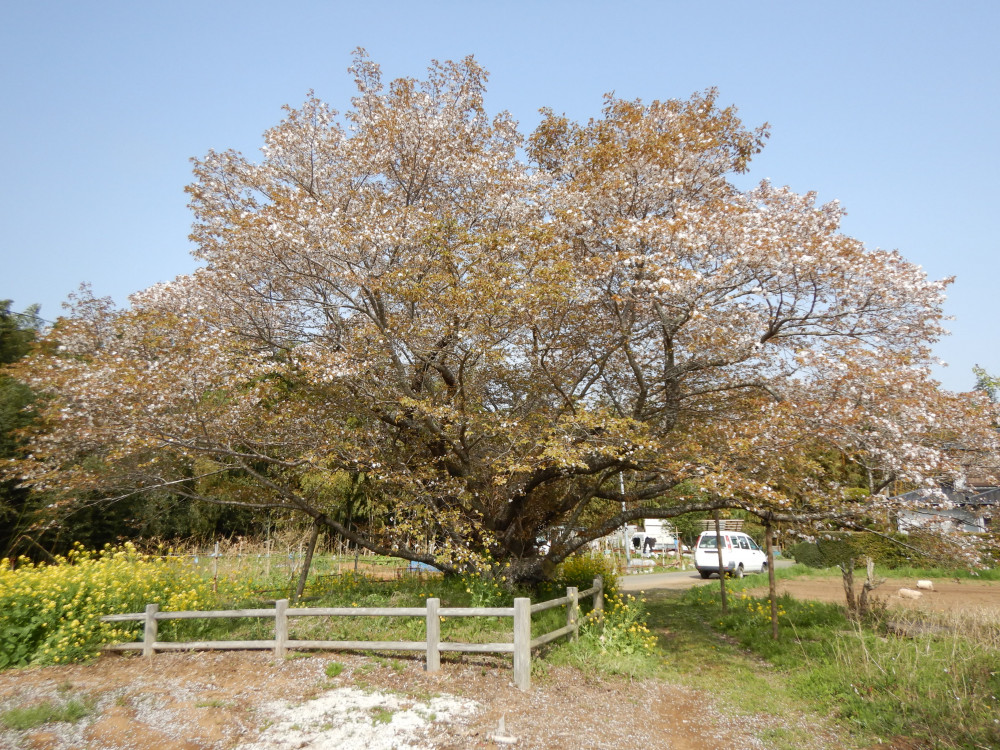 令和3年　黄門桜開花状況-4.1_2