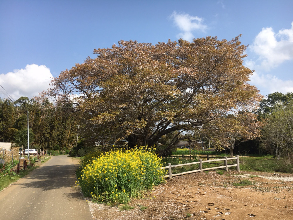 令和3年　黄門桜開花状況-4.2_1