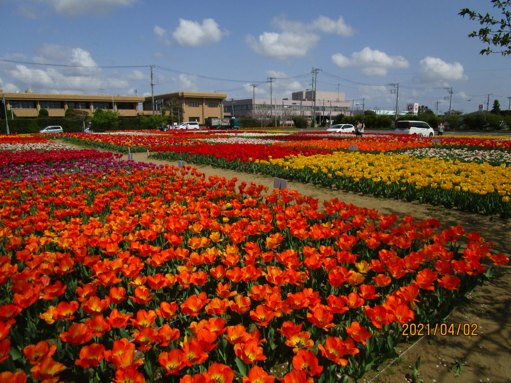 令和3年 のさか花の広場チューリップ開花情報-のさかチューリップ（4月2日）