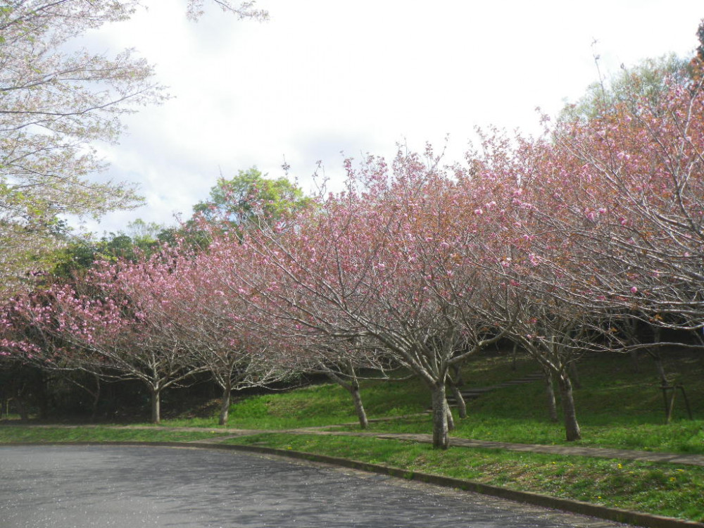 令和3年　天神山公園桜開花情報-4月2日　天神山公園桜1