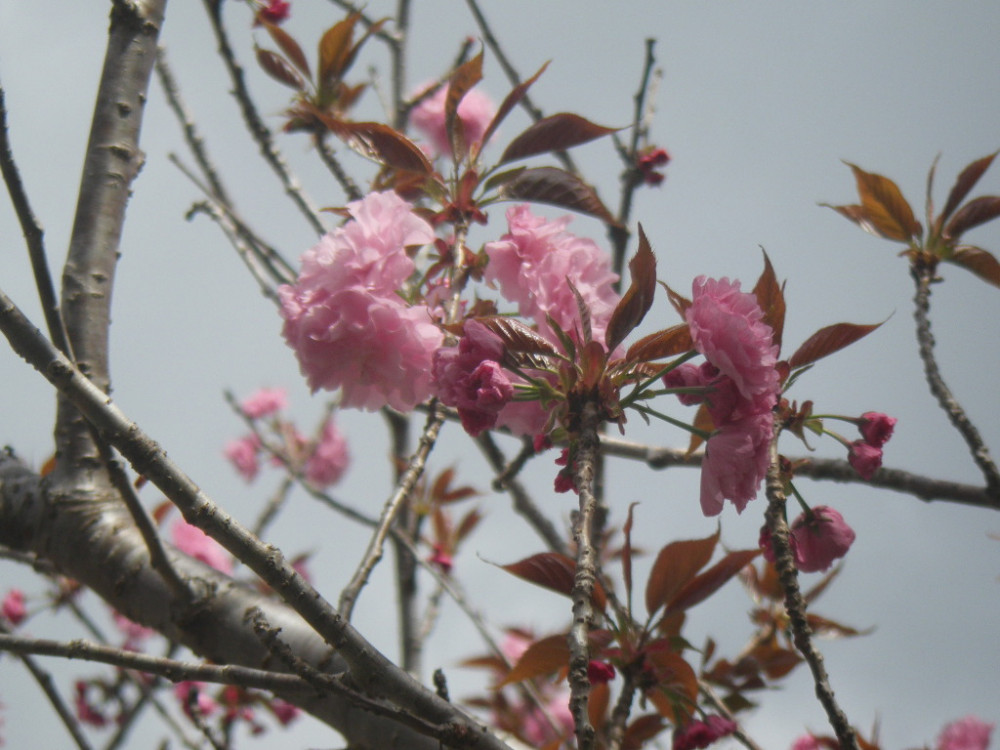 令和3年　天神山公園桜開花情報-4月2日　天神山公園桜2
