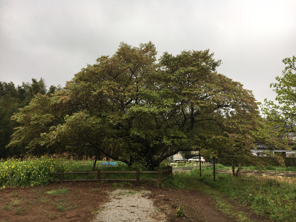 令和3年　黄門桜開花状況-4.5_1