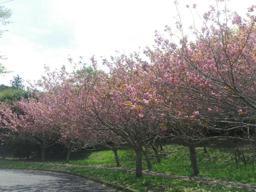 令和3年　天神山公園桜開花情報-4月6日　天神山公園桜1