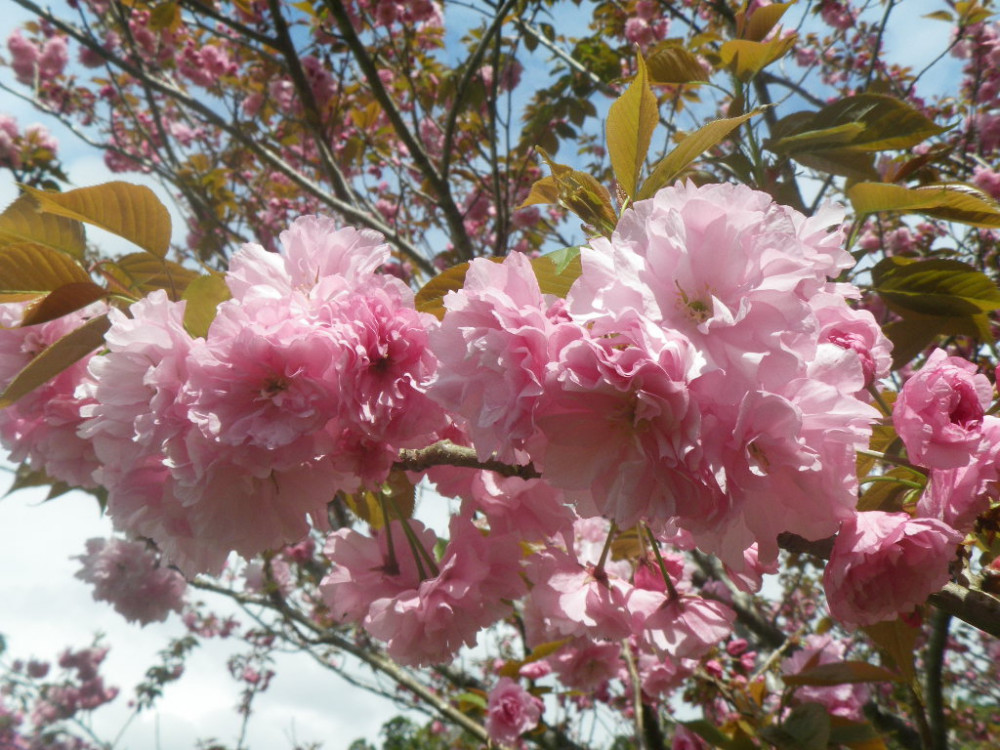 令和3年　天神山公園桜開花情報-4月6日　天神山公園桜2