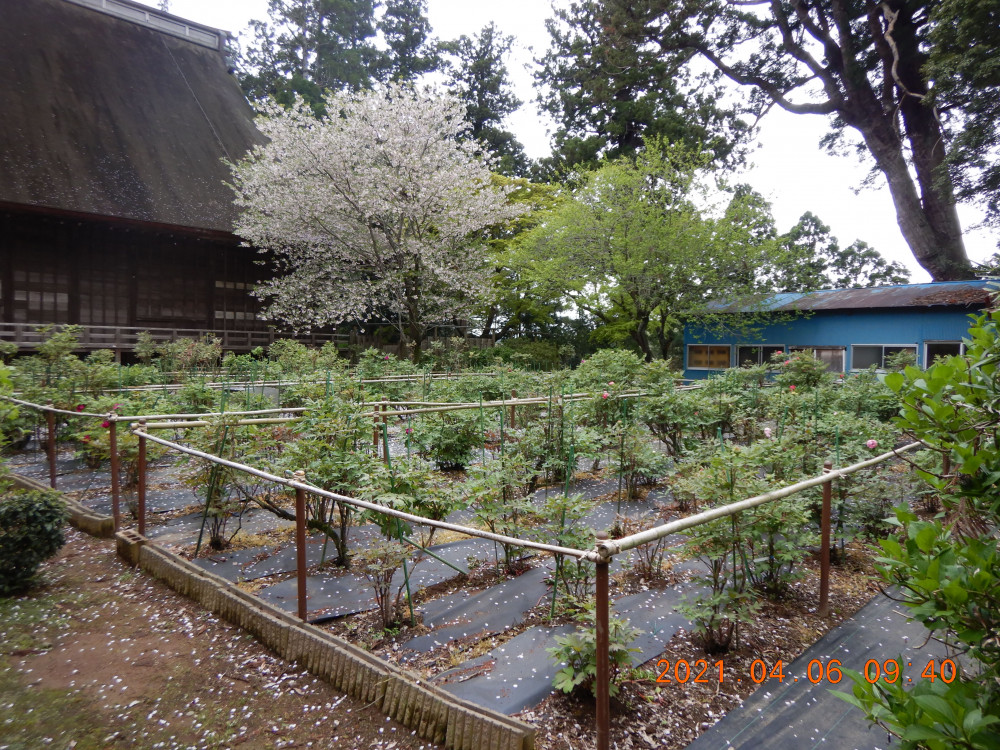 令和3年　飯高寺ボタン園開花状況-4.6_2