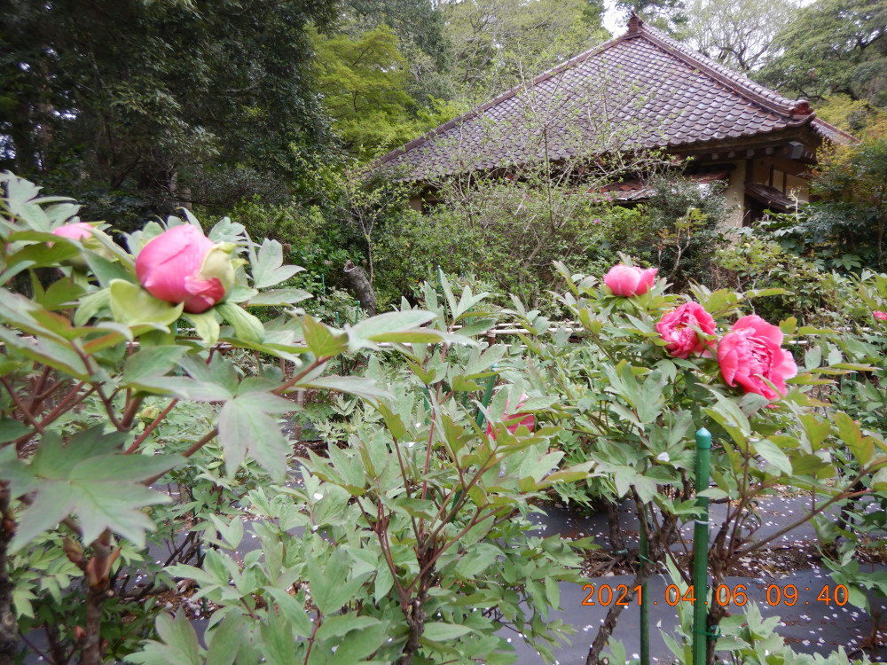 令和3年　飯高寺ボタン園開花状況-4.6_3