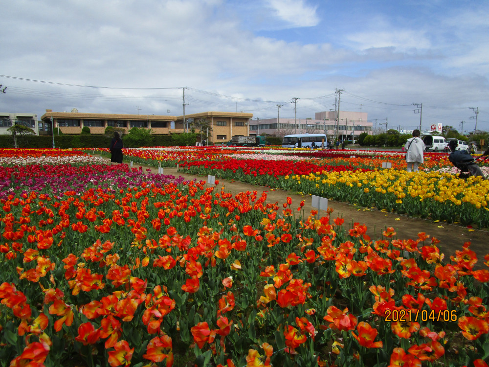 令和3年 のさか花の広場チューリップ開花情報-のさかチューリップ_4月6日（火曜日）