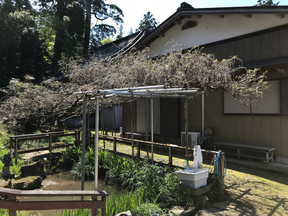 令和3年 龍頭寺の大ふじ開花情報-4.7_1