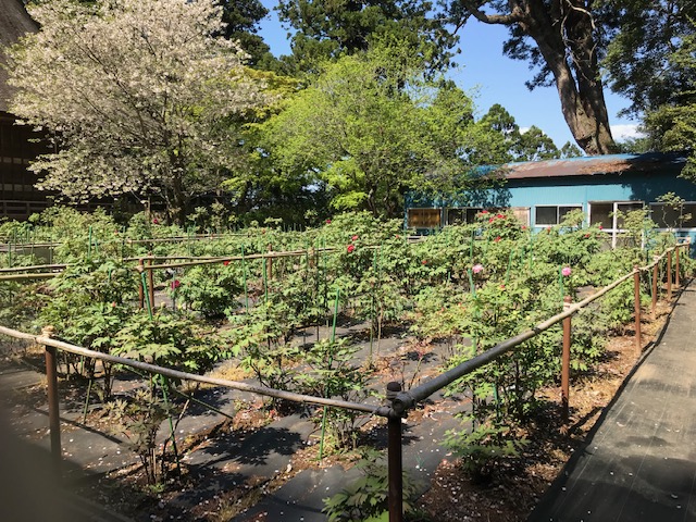 令和3年　飯高寺ボタン園開花状況-4.7_2