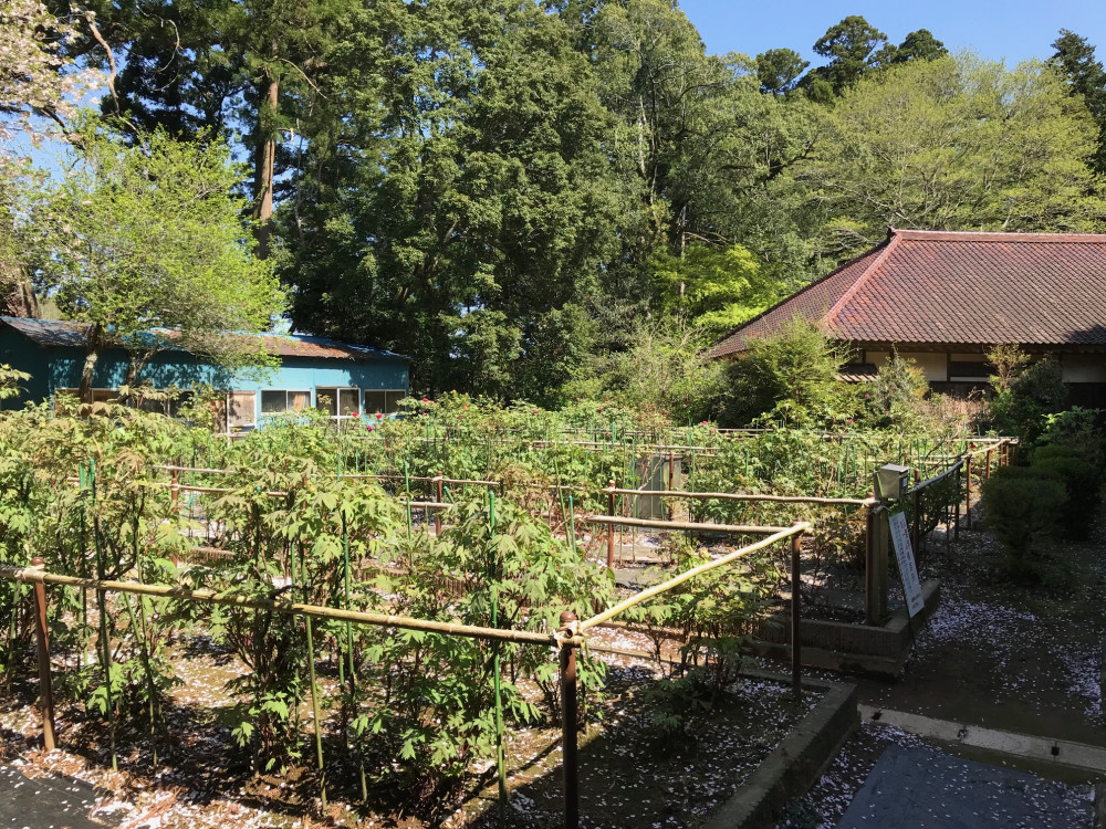 令和3年　飯高寺ボタン園開花状況-4.7_1