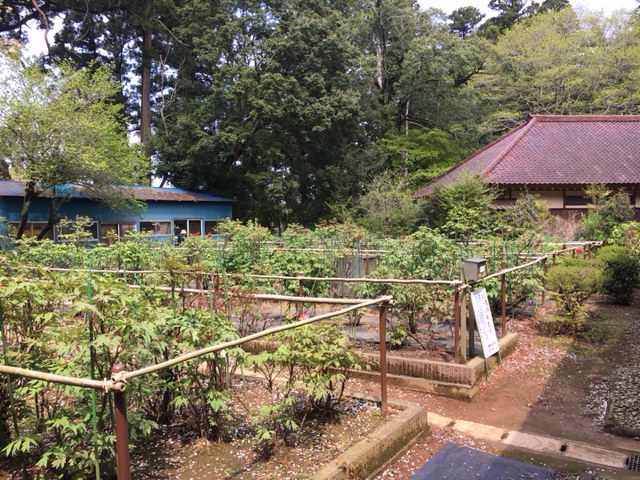 令和3年　飯高寺ボタン園開花状況-4.8_1