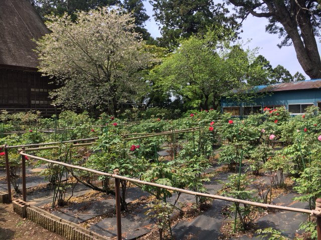 令和3年　飯高寺ボタン園開花状況-4.8_2