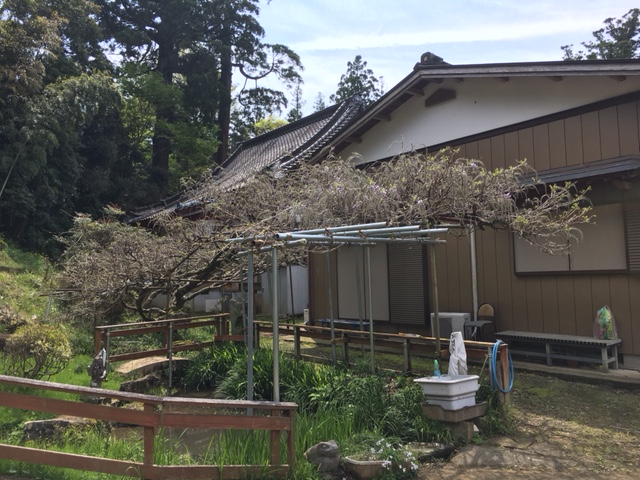 令和3年 龍頭寺の大ふじ開花情報-4.8_1