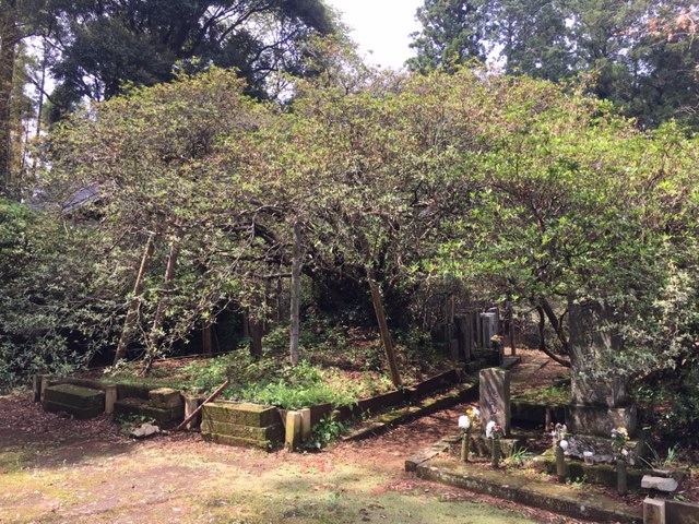 令和3年 圓實寺の大つつじ開花情報-4.8_1