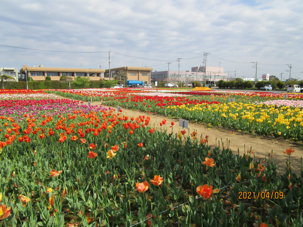 令和3年 のさか花の広場チューリップ開花情報-のさかチューリップ_4月9日（金曜日）