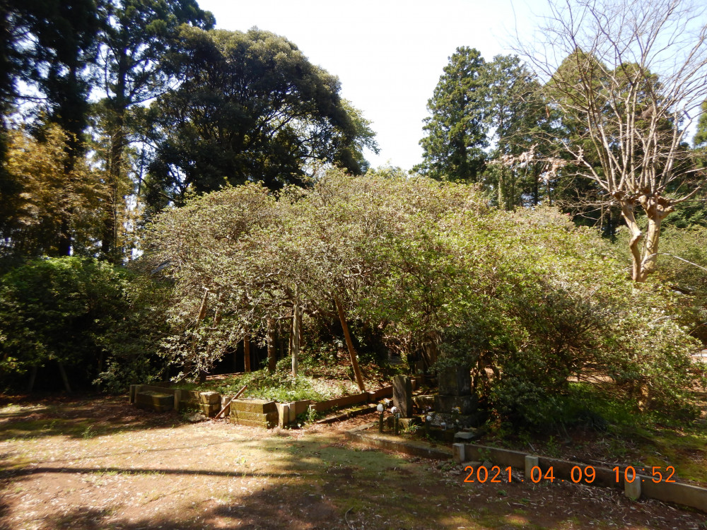 令和3年 圓實寺の大つつじ開花情報-4.9_1