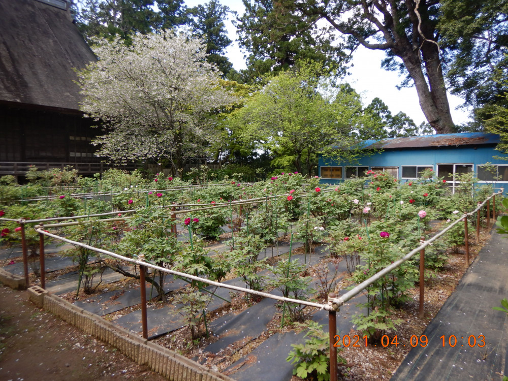 令和3年　飯高寺ボタン園開花状況-4.9_2