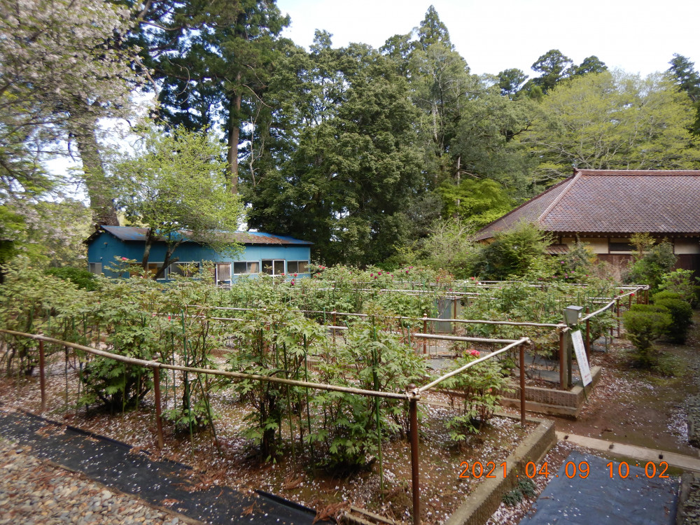 令和3年　飯高寺ボタン園開花状況-4.9_1