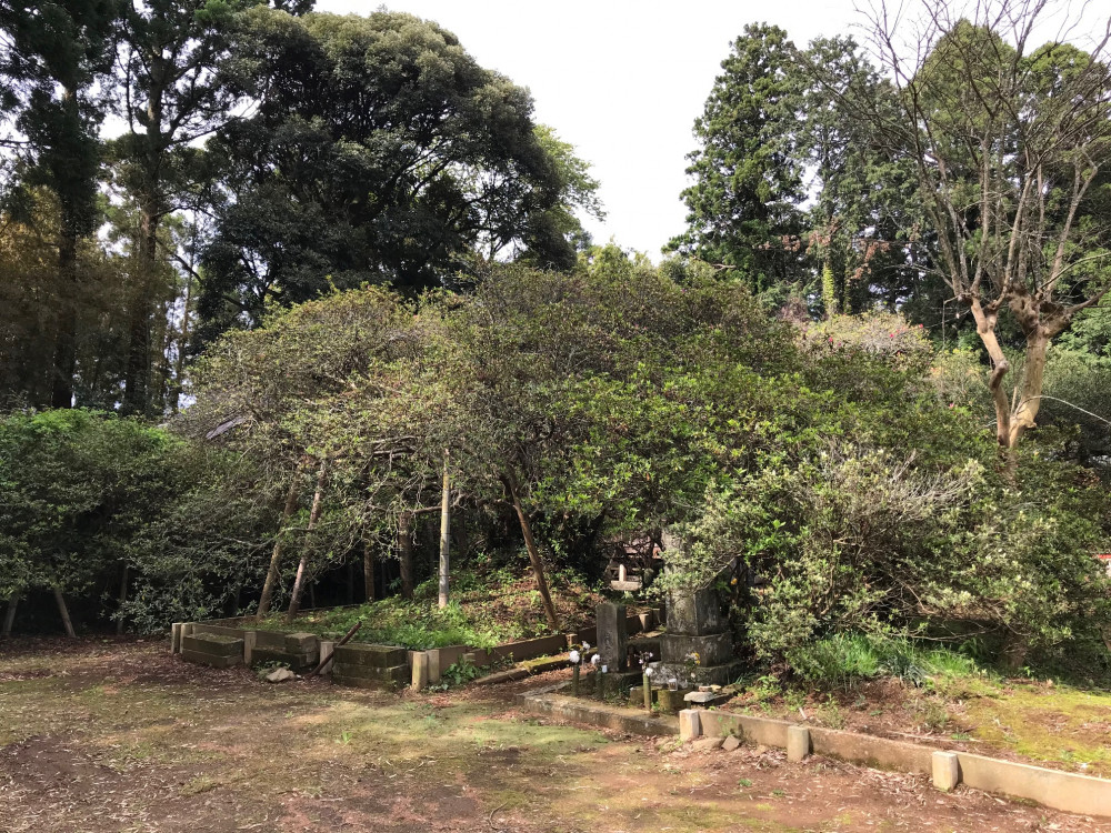 令和3年 圓實寺の大つつじ開花情報-4.10_1