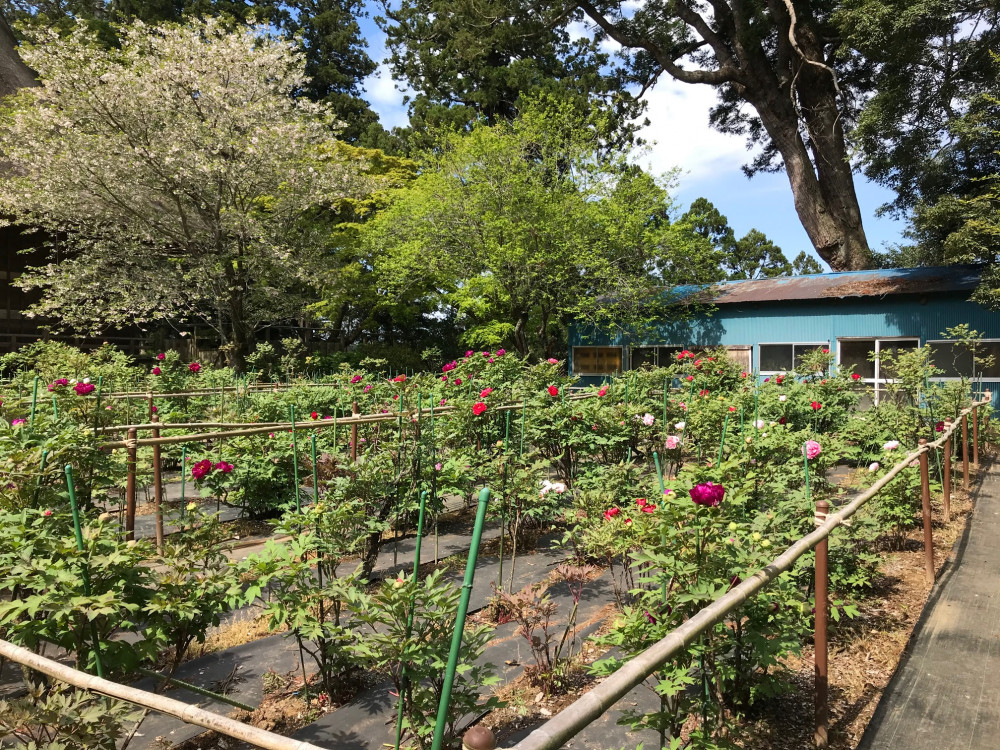 令和3年　飯高寺ボタン園開花状況-4.10_2