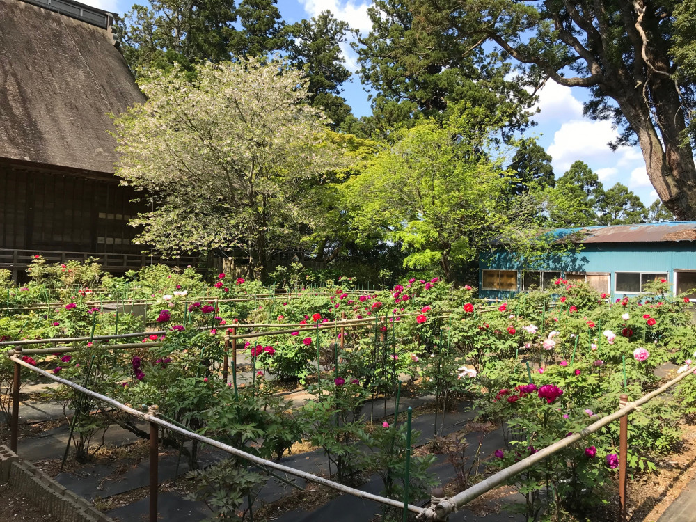 令和3年　飯高寺ボタン園開花状況-飯高寺ボタン