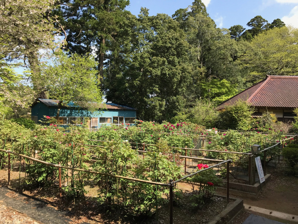 令和3年　飯高寺ボタン園開花状況-飯高寺ボタン