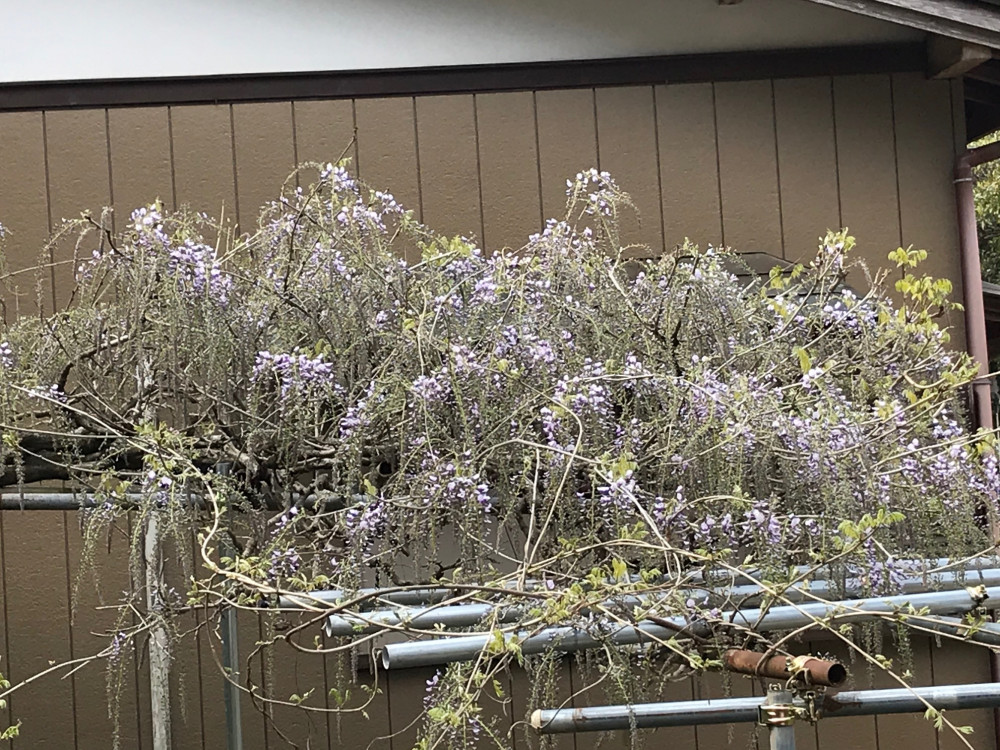 令和3年 龍頭寺の大ふじ開花情報-龍頭寺の大ふじ