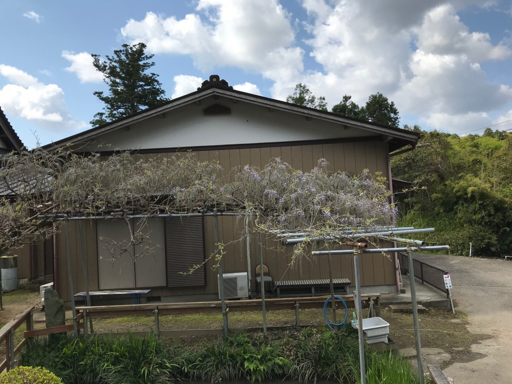 令和3年 龍頭寺の大ふじ開花情報-龍頭寺の大ふじ