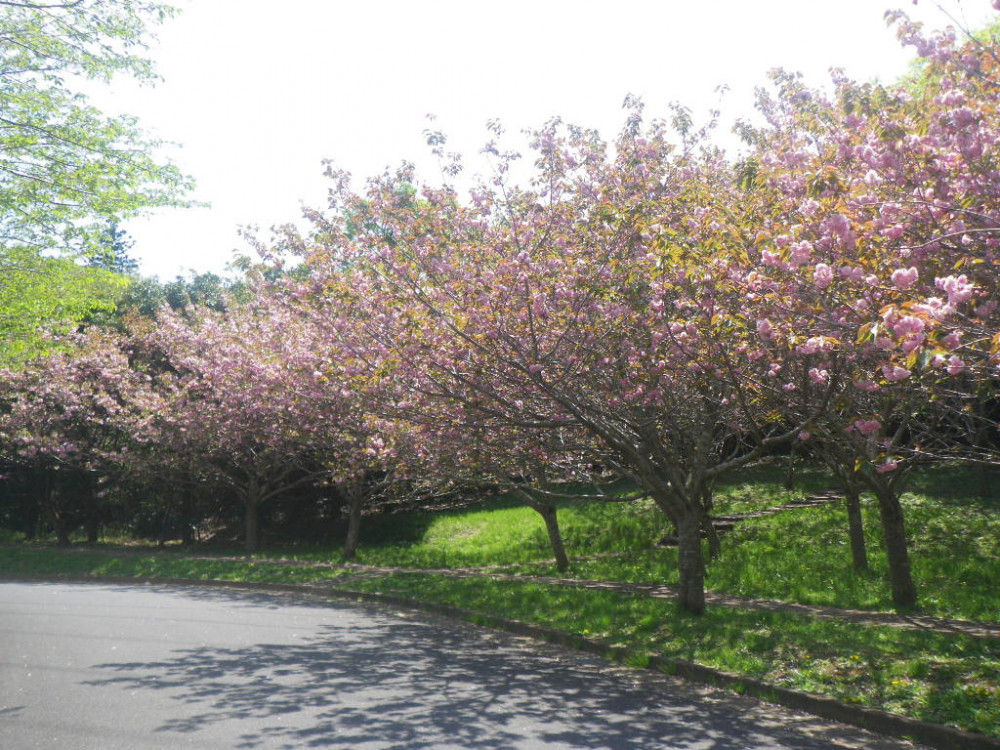 令和3年　天神山公園桜開花情報-4月12日　天神山公園桜1