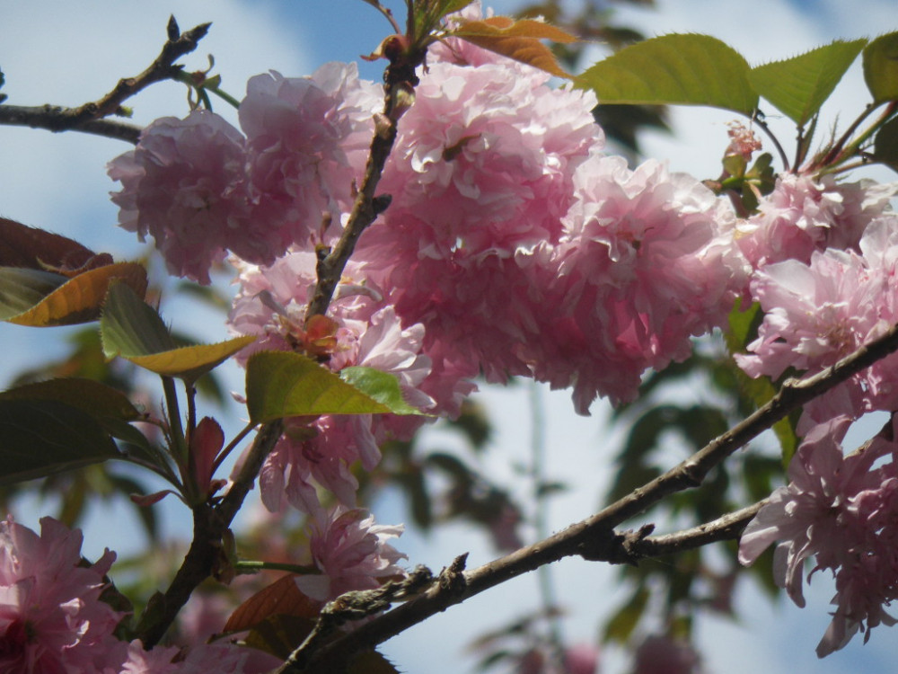 令和3年　天神山公園桜開花情報-4月12日　天神山公園桜2