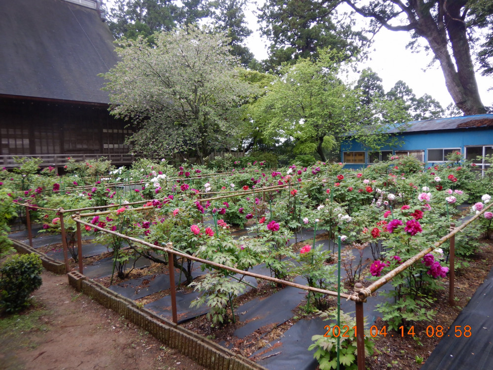 令和3年　飯高寺ボタン園開花状況-ぼたん