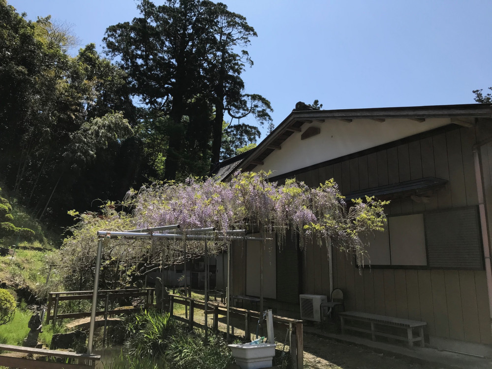 令和3年 龍頭寺の大ふじ開花情報-4.15_1