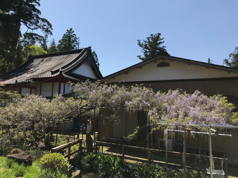 令和3年 龍頭寺の大ふじ開花情報-4.15_2