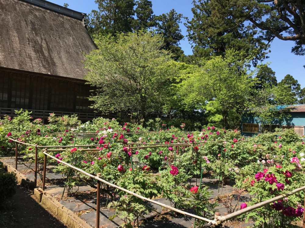 令和3年　飯高寺ボタン園開花状況-4.15_2